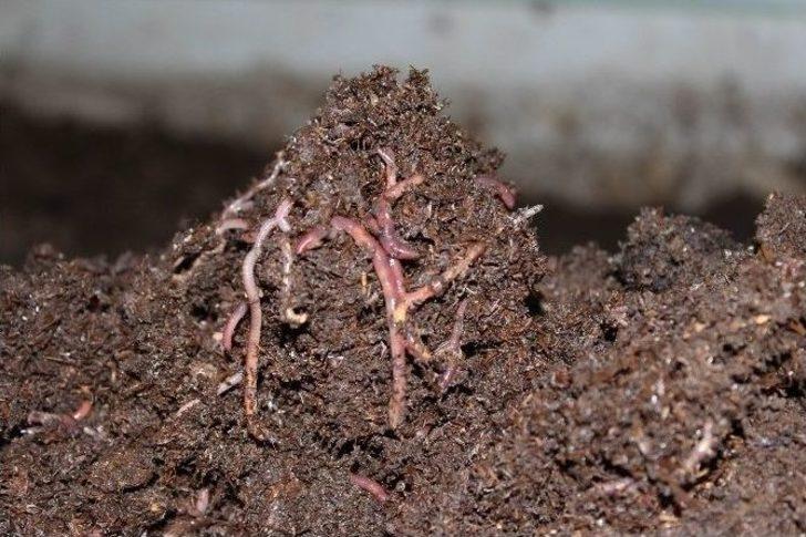 Karın Tokluğuna Çalışan Solucanların Gübresine Talep Yağıyor G2