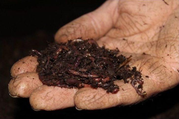 Karın Tokluğuna Çalışan Solucanların Gübresine Talep Yağıyor G4