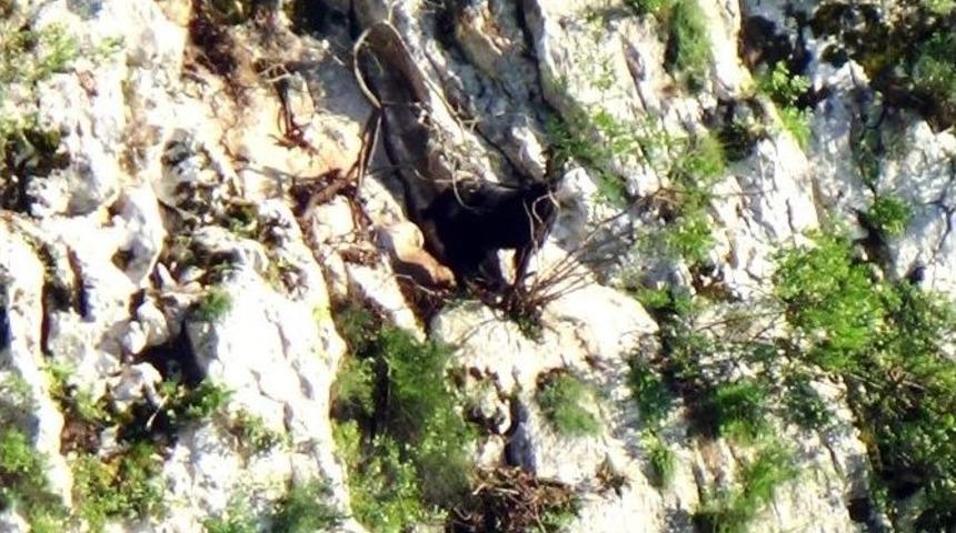 (&ouml;zel Haber) &rsquo;karakız&rsquo; 14 G&uuml;nd&uuml;r Kurtarılmayı Bekliyor