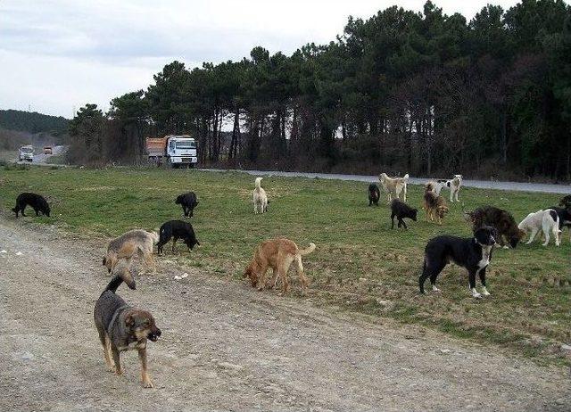 Bakanlık, Büyükçekmece’ye 15 İlçeden Köpek Bırakıldığını Tespit Etti