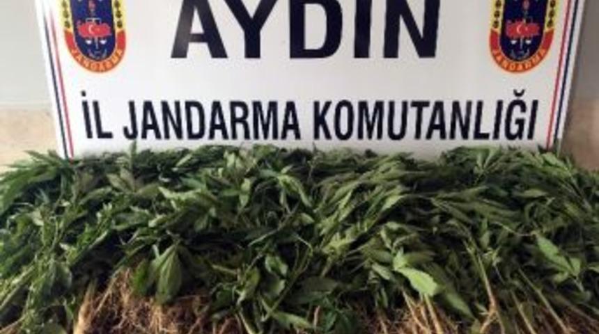 Aydın&rsquo;da 125 K&ouml;k Kenevir Bitkisi Yakalandı