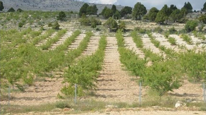 Mersin&rsquo;de Beş Yılda 688 Bin Yabani Zeytin Aşılanacak