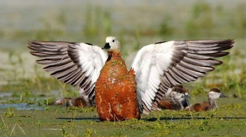 Nallıhan Kuş Cennetinde &Ouml;d&uuml;ller Belirlendi