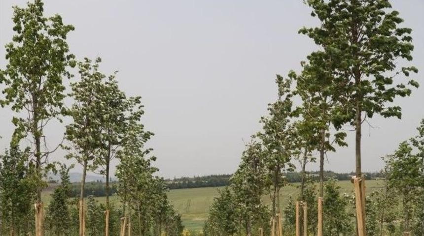 İstanbul&rsquo;da &ldquo;yeşil&rdquo; Hamle