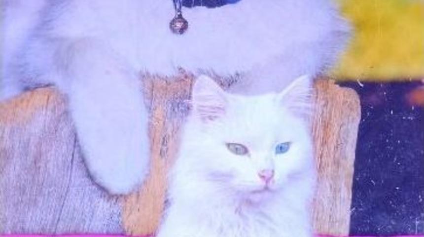 (&ouml;zel Haber) Van Kedilerini Koruma &Ccedil;alışmaları