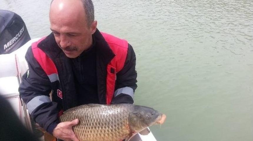 Balık&ccedil;ılıkta Ka&ccedil;ak Avcılıkla M&uuml;cadele