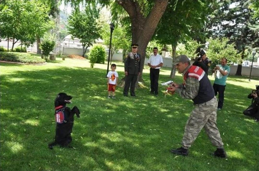 Jandarmanın Eğitimli K&ouml;peklerinin G&ouml;sterisi Alkış Topladı