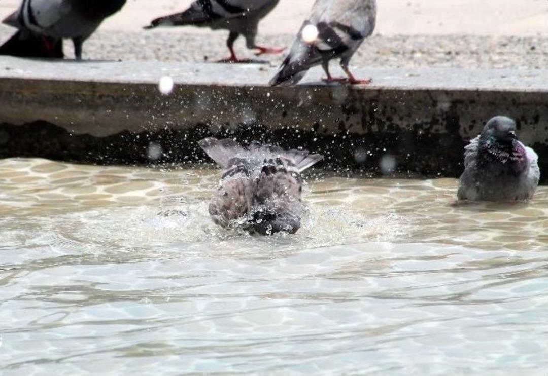Sıcak Hava Kuşları Da Etkiledi