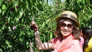 Uluborlu’da Kiraz Hasadı Başlıyor