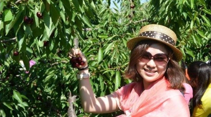 Uluborlu’da Kiraz Hasadı Başlıyor