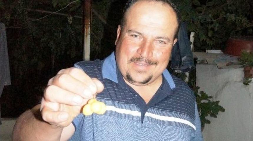 D&ouml;rd&uuml;z Kiraz Bereketin Simgesi