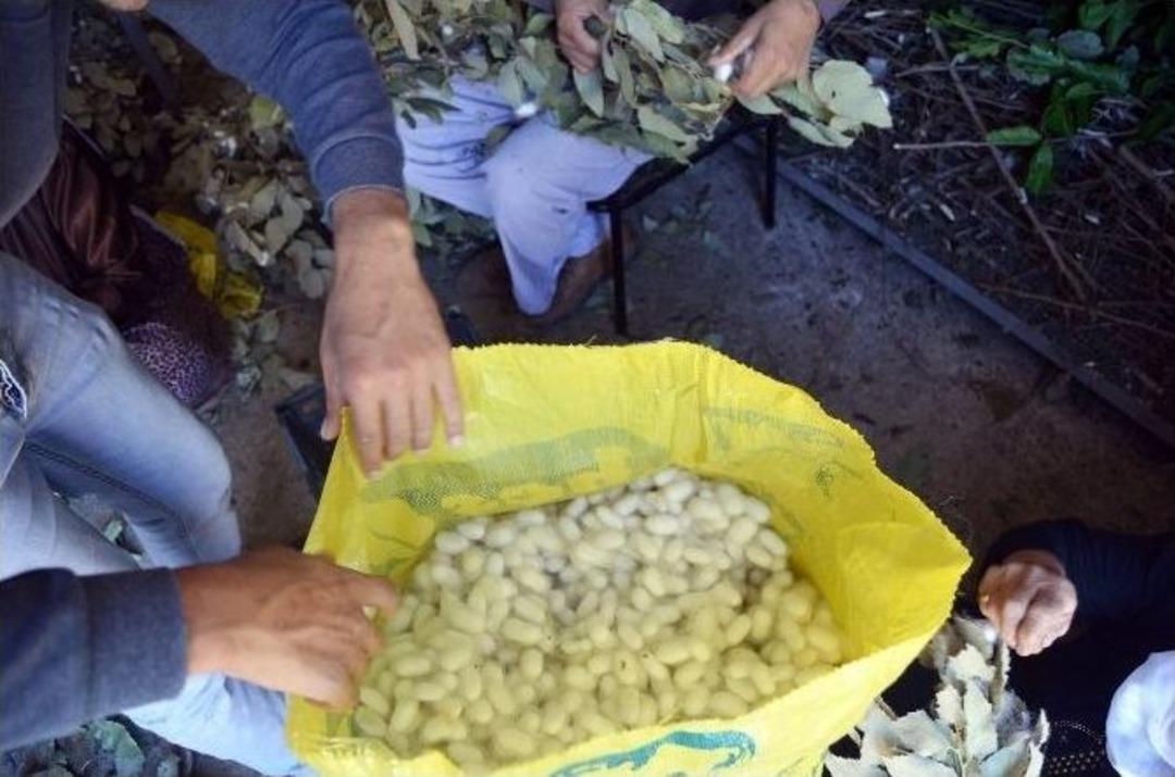 Sason&rsquo;da İpek B&ouml;ceği Yetiştiriciliği Yaygınlaşıyor