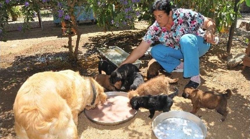 K&ouml;pek Ve 9 Yavrusu Sokağa Terk Edildi