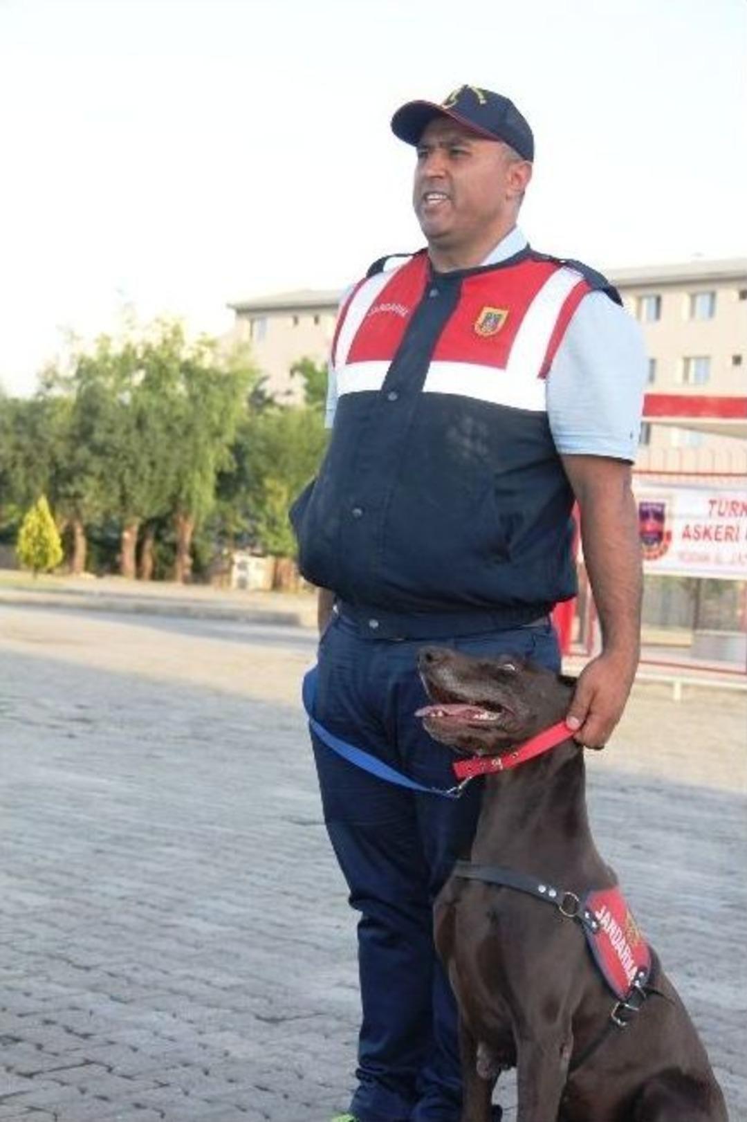 Jandarmanın Eğitimli K&ouml;pekleri Ayakta Alkışlandı