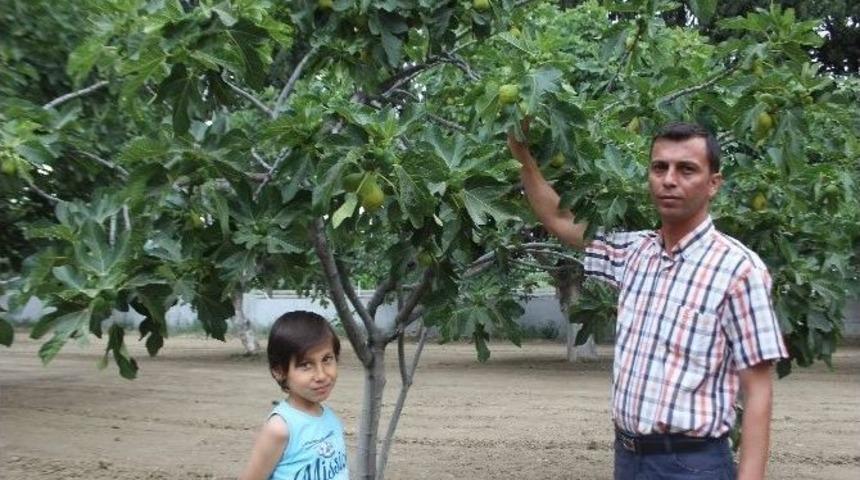 Aydın İnciri Ermeye Başladı