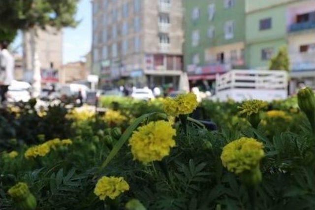 G&uuml;roymak Rengarenk Oldu 1