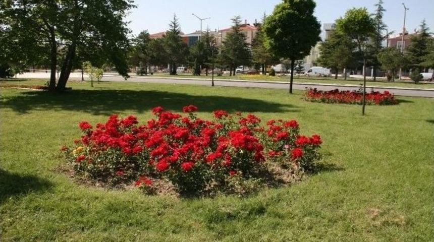 Erzincan&rsquo;da 1 Milyon &Ccedil;i&ccedil;ek Toprakla Buluşacak
