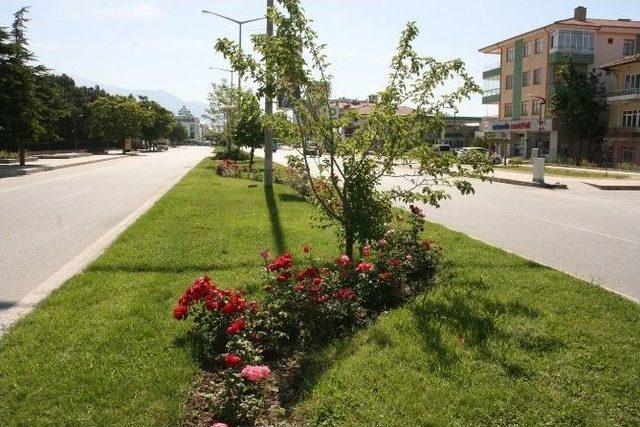 Erzincan’da 1 Milyon Çiçek Toprakla Buluşacak