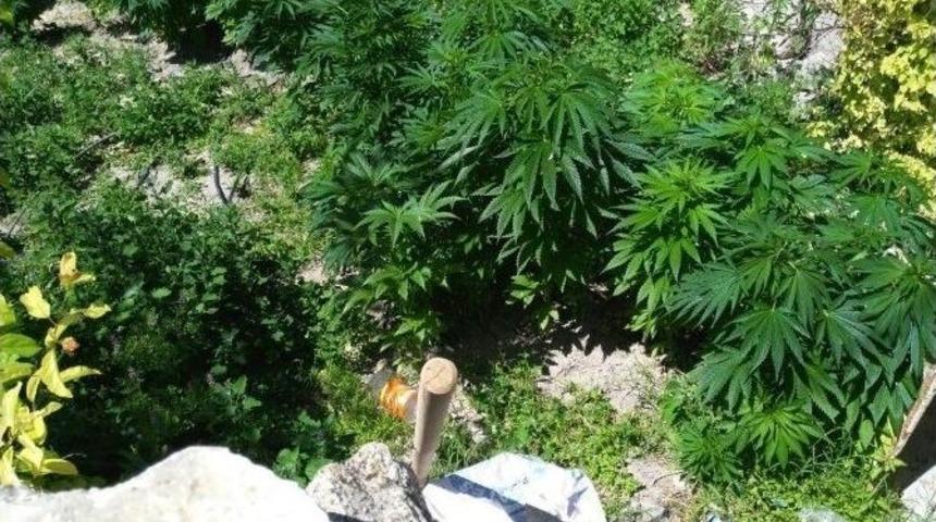 Beyşehir&rsquo;de Kenevir Operasyonu