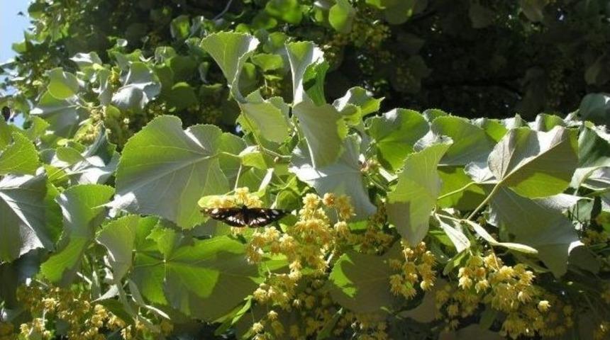 Bursa&rsquo;ya 55 Bin Adet Ihlamur Fidanı...