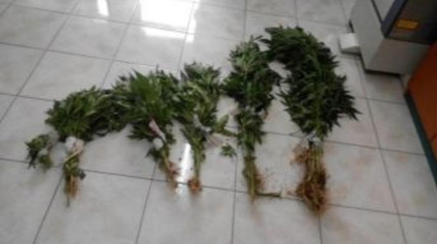 Seydişehir&rsquo;de Hint Keneviri Operasyonu