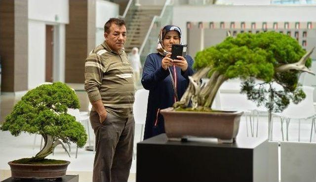 Expo 2016’da 140 Yıllık Bonsai Sergileniyor