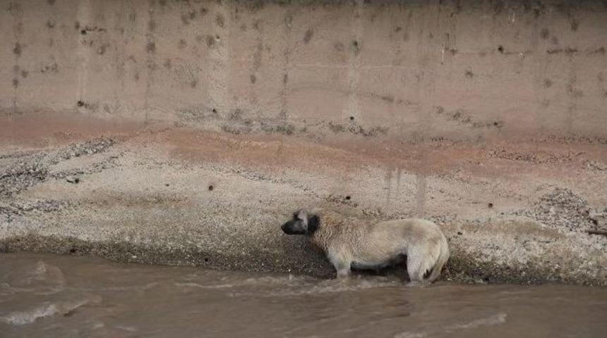 &Ccedil;ayda Mahsur Kalan K&ouml;peği İtfaiye Kurtardı