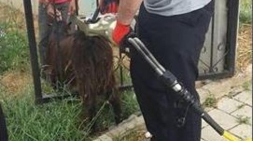 Parmaklıklara Sıkışan Ke&ccedil;iyi İtfaiye Kurtardı