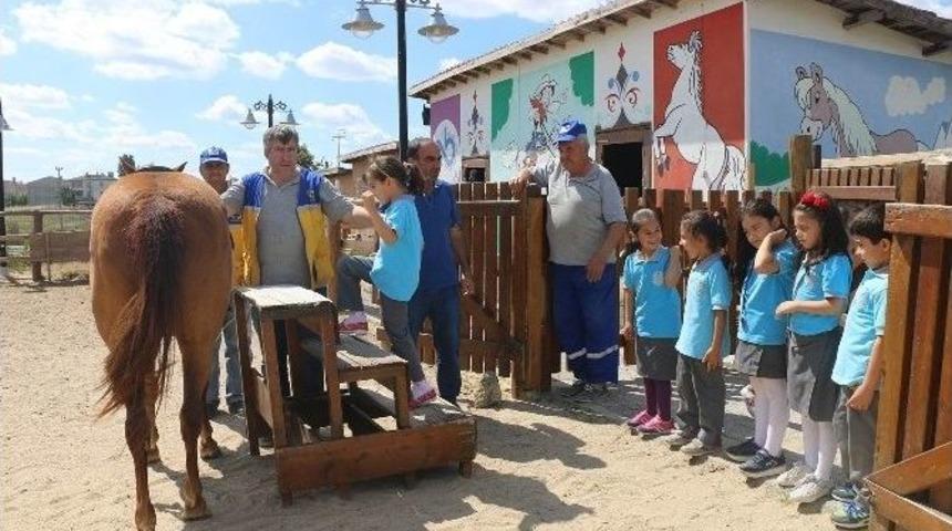 &Ccedil;orlu Hayvanat Bah&ccedil;esi İlgi G&ouml;r&uuml;yor