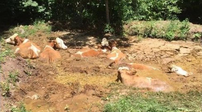 Bal&ccedil;ığa Saplanan İnekleri İtfaiye Kurtardı