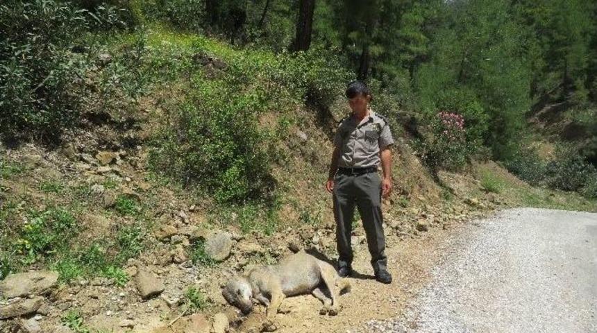 Yabani Kurt &Ouml;l&uuml; Bulundu