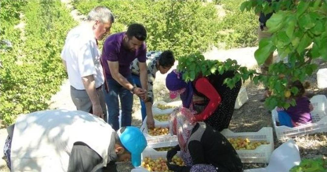 Malatya&rsquo;da Kayısı Hasadı Başladı