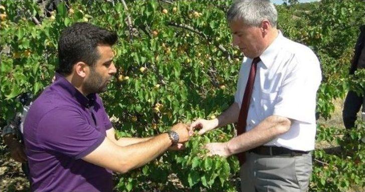 Malatya’da Kayısı Hasadı Başladı G1