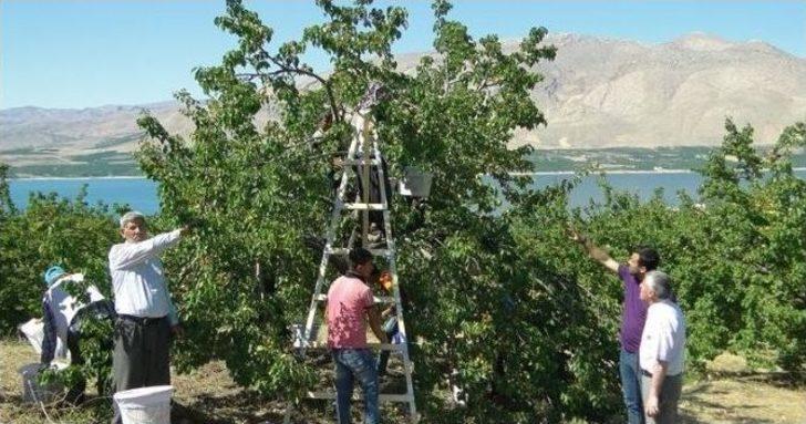 Malatya’da Kayısı Hasadı Başladı G2