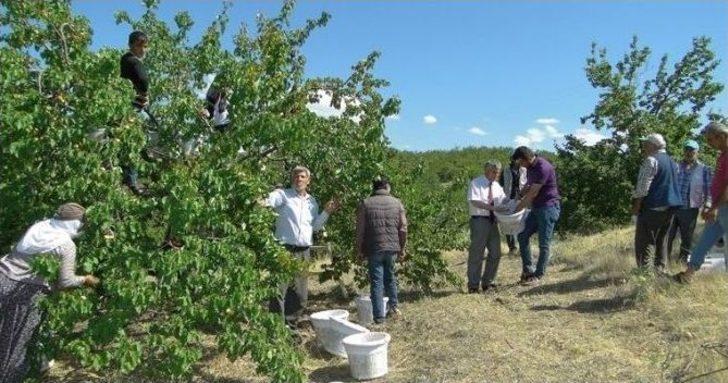Malatya’da Kayısı Hasadı Başladı G3