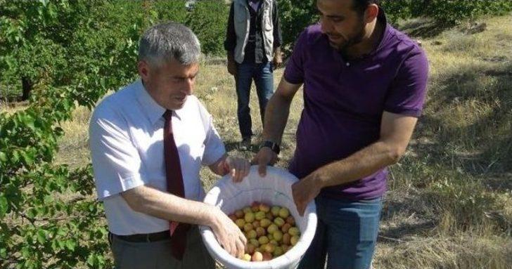 Malatya’da Kayısı Hasadı Başladı G4