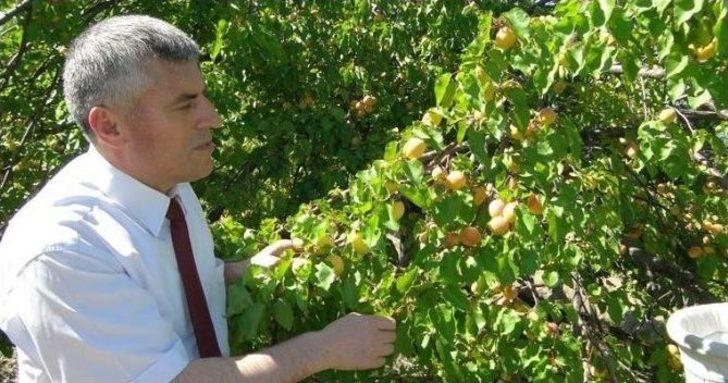 Malatya’da Kayısı Hasadı Başladı G5