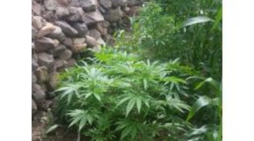 Evinin Bah&ccedil;esinde Hint Keneviri Yetiştirdi