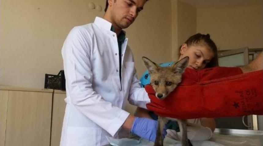 Yaralı Tilki Tedavi Edilerek Doğaya Bırakıldı