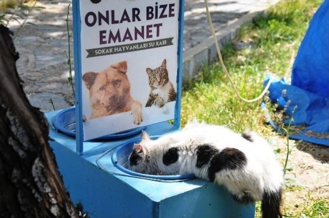 Boz&uuml;y&uuml;k Belediyesi Sokak Hayvanlarını Unutmadı