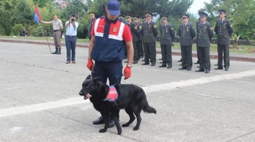 Narkotik Köpeği ’dalga’ Gösteriye Damga Vurdu