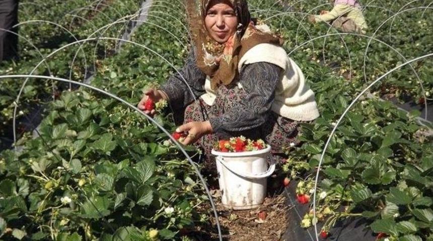 Yalova&rsquo;daki &Ccedil;ilek Hasadının Y&uuml;zde 40&rsquo;ı Tamamlandı