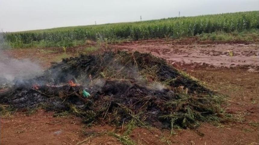 Şanlıurfa&rsquo;da 112 Bin K&ouml;k Kenevir Ele Ge&ccedil;irildi