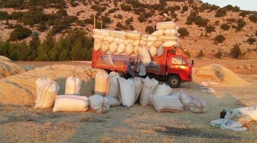 Tahılda Kuraklık Sonrası Hasat Mevsimi