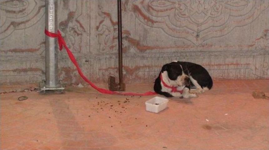 (özel Haber) Pitbullu Gasp Çetesi Kamerada