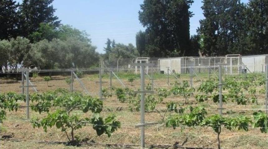 Aydın&rsquo;da Bodur İncir &Uuml;retimi Denemeleri Başladı