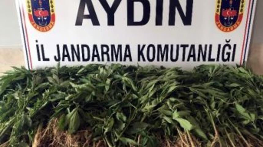 Aydın&rsquo;da Yasa Dışı Ekim Operasyonu