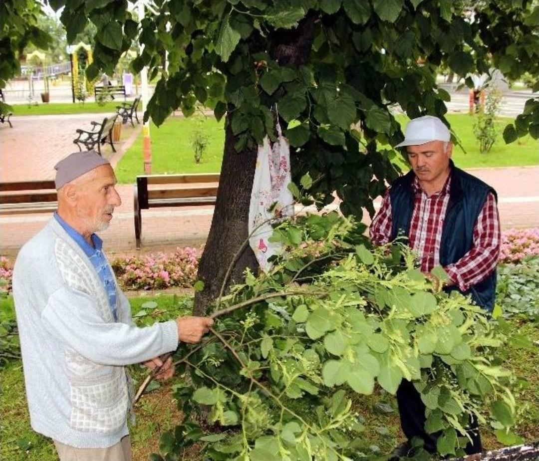 Altınla Yarışan Ihlamurun Fiyatında D&uuml;ş&uuml;ş Bekleniyor