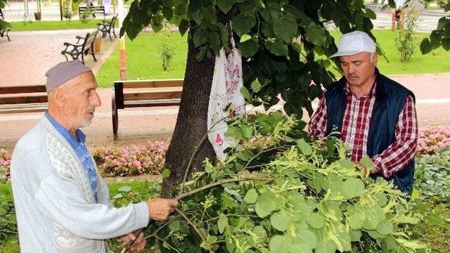 Altınla Yarışan Ihlamurun Fiyatında Düşüş Bekleniyor