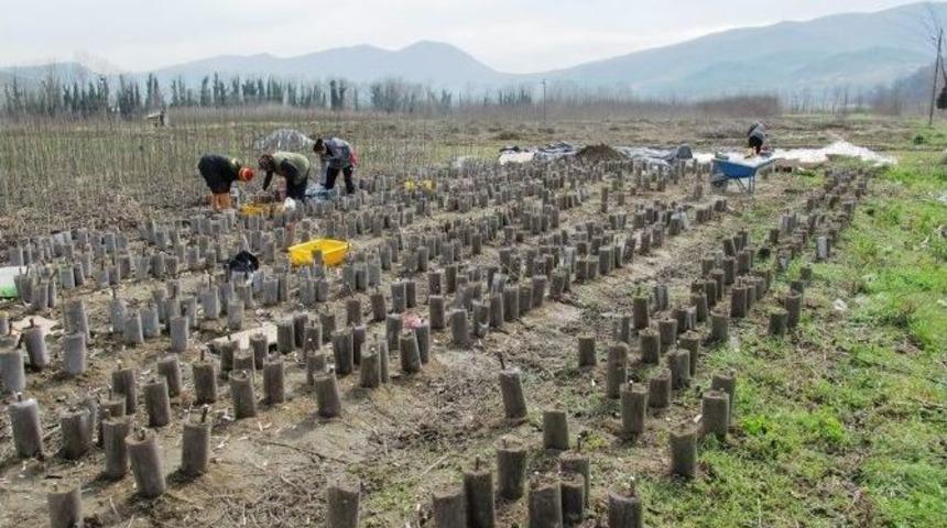 Zonguldak&rsquo;ta 180 Bin Adet Ceviz Fidanı &Uuml;retilecek